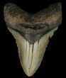 Megalodon Tooth - North Carolina #67269-1